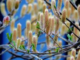 Attēlu rezultāti vaicājumam “Salix triandra fruit”
