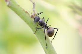 Attēlu rezultāti vaicājumam “Anthrenus sp. imago”