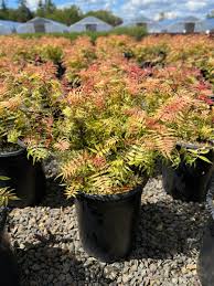Attēlu rezultāti vaicājumam “Sorbaria sorbifolia flower”