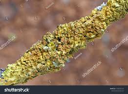 Attēlu rezultāti vaicājumam “Xanthoria polycarpa”