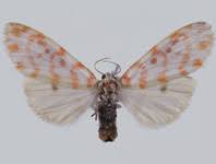 Attēlu rezultāti vaicājumam “Panonychus”