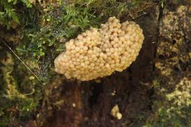 Attēlu rezultāti vaicājumam “Tubifera montana macro”