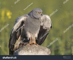 Attēlu rezultāti vaicājumam “Circus pygargus adult”