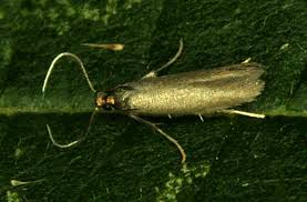 Attēlu rezultāti vaicājumam “Tischeriidae”