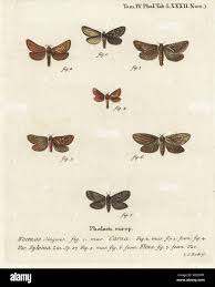 Attēlu rezultāti vaicājumam “Phymatopus hecta”