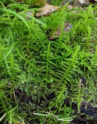 Attēlu rezultāti vaicājumam “Pseudoscleropodium purum”