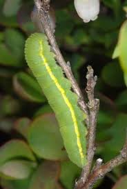 Attēlu rezultāti vaicājumam “Colias palaeno male”