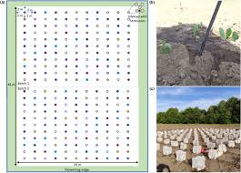 Attēlu rezultāti vaicājumam “Mamestra brassicae exuvia”