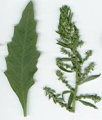 Image result for Chenopodium ambrosioides