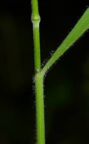 Attēlu rezultāti vaicājumam “Bromopsis benekenii”