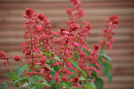 Image result for Salvia splendens