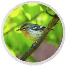 Image result for Dendroica fusca