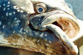 Image result for Hippoglossus hippoglossus