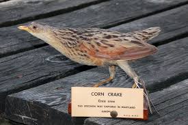 Attēlu rezultāti vaicājumam “Crex crex eggs”