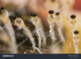 Attēlu rezultāti vaicājumam “Pilobolus crystallinus”