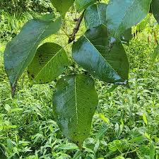Attēlu rezultāti vaicājumam “Pyrus communis”