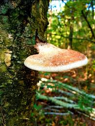 Attēlu rezultāti vaicājumam “Piptoporus betulinus”