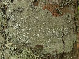 Attēlu rezultāti vaicājumam “Pertusaria amara”