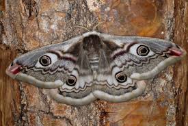 Attēlu rezultāti vaicājumam “Saturnia pavonia cocoon”