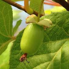Attēlu rezultāti vaicājumam “Actinidia kolomikta fruit”