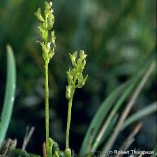 Attēlu rezultāti vaicājumam “Hammarbya paludosa leaf”