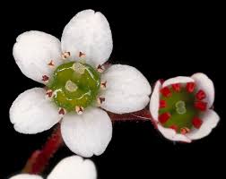Attēlu rezultāti vaicājumam “Saxifragaceae”