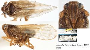 Attēlu rezultāti vaicājumam “Javesella pellucida male”