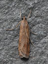 Attēlu rezultāti vaicājumam “Nomophila noctuella”