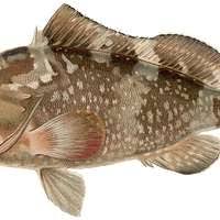 Image result for Epinephelus morio