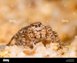 Attēlu rezultāti vaicājumam “Aelurillus v-insignitus”