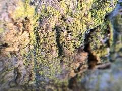 Attēlu rezultāti vaicājumam “Chaenotheca chrysocephala”