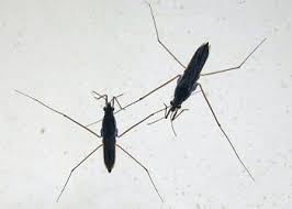 Attēlu rezultāti vaicājumam “Gerridae imago”