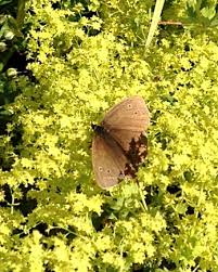 Attēlu rezultāti vaicājumam “Aphantopus hyperantus underside”