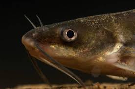 Image result for Ictalurus punctatus