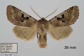 Attēlu rezultāti vaicājumam “Orthosia gothica”