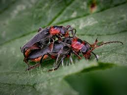 Attēlu rezultāti vaicājumam “Cantharis fusca”
