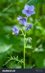 Attēlu rezultāti vaicājumam “Polemonium caeruleum bud”