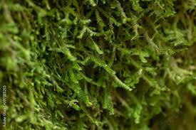 Attēlu rezultāti vaicājumam “Neckera”