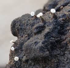 Attēlu rezultāti vaicājumam “Physarum oblatum spores”