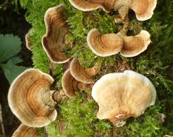 Attēlu rezultāti vaicājumam “Stereum fasciatum”