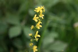 Attēlu rezultāti vaicājumam “Agrimonia pilosa flower”