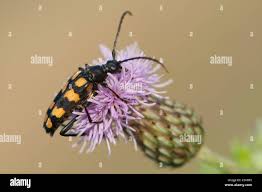 Attēlu rezultāti vaicājumam “Strangalia attenuata”