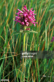 Attēlu rezultāti vaicājumam “Stachys officinalis bud”