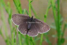 Attēlu rezultāti vaicājumam “Aphantopus hyperantus upperside”