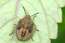 Attēlu rezultāti vaicājumam “Dolycoris baccarum”