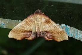 Attēlu rezultāti vaicājumam “Plagodis dolabraria”