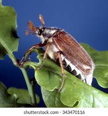 Attēlu rezultāti vaicājumam “Melolontha melolontha imago”