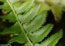 Attēlu rezultāti vaicājumam “Polystichum lonchitis”