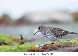Attēlu rezultāti vaicājumam “Calidris maritima adult”