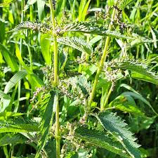 Attēlu rezultāti vaicājumam “Urticaceae”
